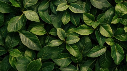 Lush Green Leaves Close-up Creates Natural Plant Foliage Background Texture