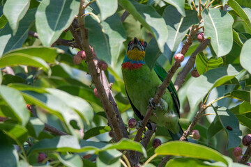 Taiwan Barbet in Kaohsiung, Taiwan