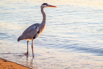A heron hunting in the sea. Grey heron on the hunt
