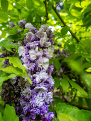 美しい藤の花