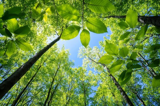 A dense forest absorbing carbon dioxide and releasing fresh oxygen