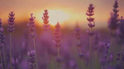 Obraz premium Lavender Field at Sunset Creates a Relaxing and Peaceful Atmosphere