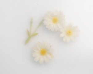 Obraz premium Top view closeup of white flowers with soft blur and waterdrops background,Abstract Nature blur background.