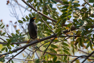 White-bellied Pigeon in Kaohsiung, Taiwan