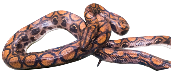 Boa Anaconda Python Würgeschlange im Detail freigestellt transparenter Hintergrund. Amazonas Kolumbien