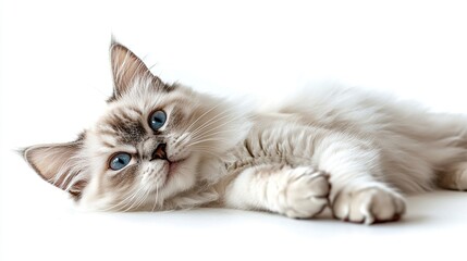 whole-body-lens,a cat playing,Russian White, Black and Tabby,white and no background --ar 16:9 --stylize 500 --v 6.1 Job ID: 73bf5a3e-f1ec-495f-8d62-8c999e1645bc