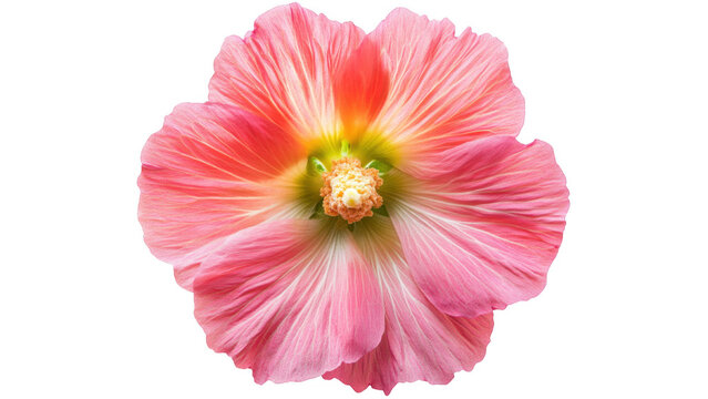 Close up Pink Hollyhock Flower