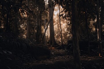 The photo of the Amazon rainforest