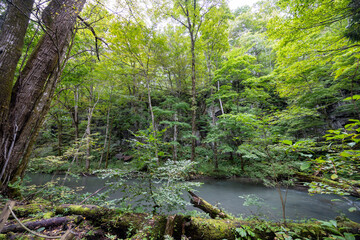 青森県を流れる奥入瀬渓流の清流と森林の風景
