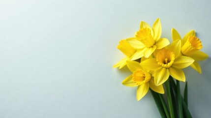 Obraz premium A cheerful bouquet of vibrant yellow daffodils arranged on a light blue background, offering a springtime floral composition ideal for greeting cards, websites, or springtime advertisements.