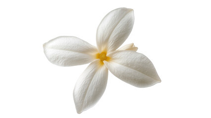 Single White Flower Blossom