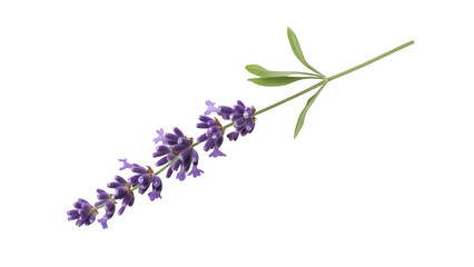 Single Lavender Sprig on Black