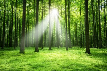 Obraz premium A forest with naturally occurring bioenergy sources, representing sustainable energy solutions