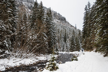 A view from the snowy path winding through the Kościeliska Valley, surrounded by trees blanketed in fresh snow. The serene winter scene invites a sense of quiet and untouched natural beauty.