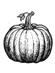 Engraved illustration of a pumpkin showcasing detailed textures and curves in black and white