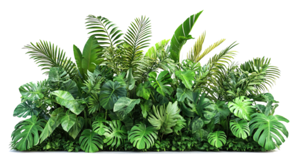 Lush tropical green foliage with various exotic plants and leaves isolated on a white background. PNG