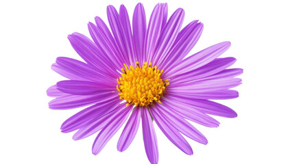 Fototapeta premium Purple Flower with Yellow Center