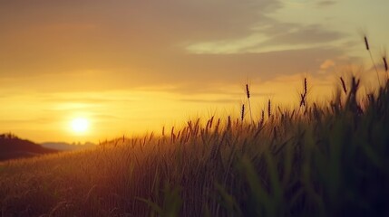Fototapeta premium Breathtaking landscape of a golden wheat field beneath a stunning sunrise sky at dusk