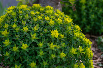 Euphorbia epithymoides cushion spurge bushy plant in bloom, sprintime ornamental garden bright yellow color flowering plant