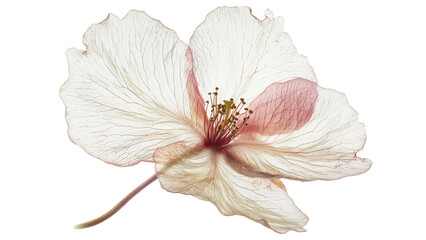 White Cherry Blossom Close up