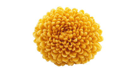 Close up of a Yellow Chrysanthemum Flower