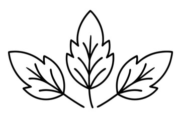 Botanical Herb and Leaf Line Art Illustration for Culinary Design

