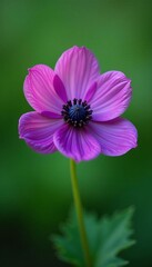 Obraz premium Vibrant purple anemone flower in full bloom against a green background, spring, vibrant