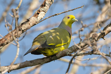 orange-breasted green pigeon - Treron bicinctus perched with with sky in background. Photo from Wilpattu National Park in Sri Lanka.
