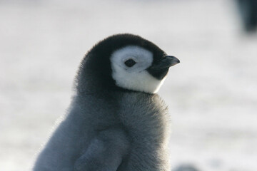 Adorable Emperor Penguin Chick in Antarctica © Юлианна Куриная