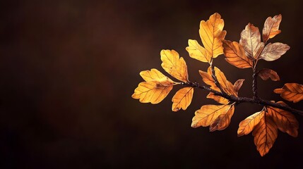 Vibrant Yellow Autumn Leaves on Branch Against Dark Background for Nature and Seasonal Imagery