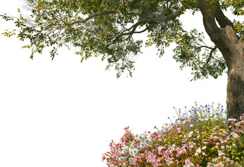 3D Render Flower Garden and Big Tree on Transparent Background
