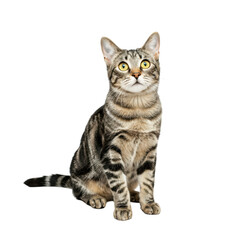 Obraz premium Curious domestic cat with striking yellow eyes and gray-black tabby fur against a white backdrop