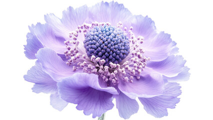 Lavender Flower Close up