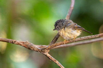 Yellow-bellied Prinia in Kaohsiung, Taiwan