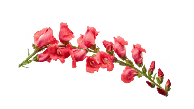 Snapdragon Flower Branch, Red, Isolated on Black