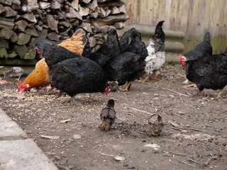 Adult chickens and chicks in agricultural conditions.