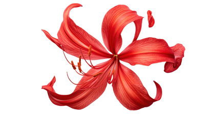 Red Flower Bloom Macro Photography