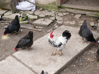 Adult chickens and chicks in agricultural conditions.