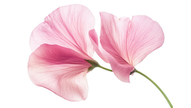 Fototapeta Delicate Pink Sweet Pea Flower Close up