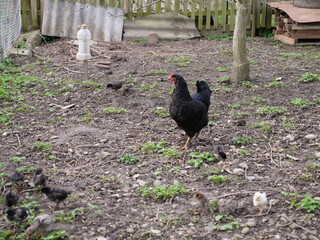 Adult chickens and chicks in agricultural conditions.