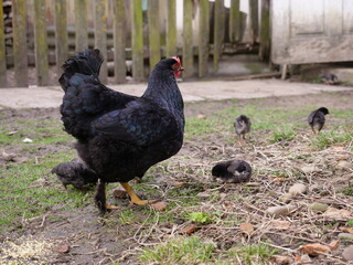 Adult chickens and chicks in agricultural conditions.