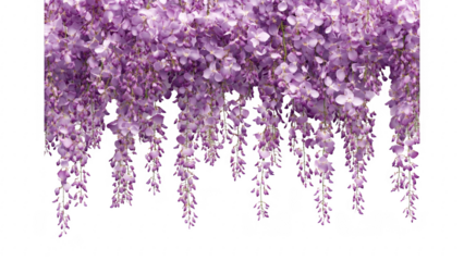 Purple Wisteria Blossoms Cascading