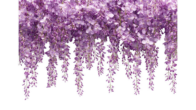 Purple Wisteria Blossoms Cascading