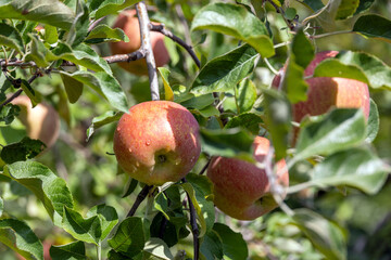 りんご園に実る赤いリンゴ