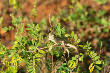  forêt Yala National Parc au Srilanka