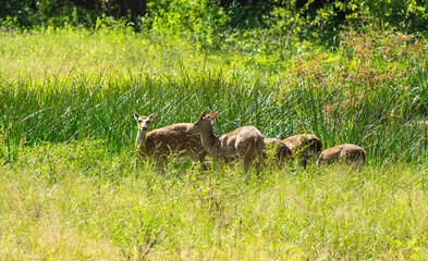 Les cerfs dans la forêt :Yala National Parc au Srilanka