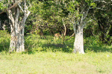 Les cerfs dans la for&ecirc;t :Yala National Parc au Srilanka