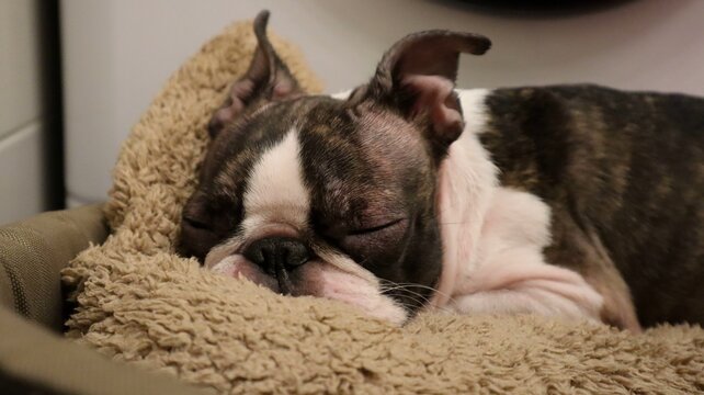 Sleeping Boston Terrier resting on a pillow. A close-up of a Boston Terrier peacefully sleeping on a soft pillow. The dog looks relaxed and comfortable in its cozy resting spot.