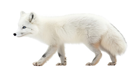 Arctic Fox Walking in Winter