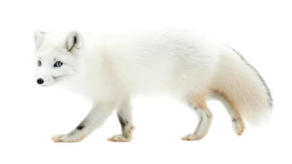 Arctic Fox Walking © Wijaya